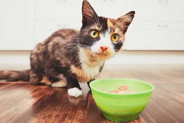 猫咪食欲下降的原因，食物不适口、天气炎热等因素均会造成