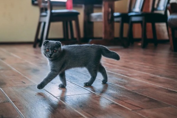 猫咪食欲下降的原因，食物不适口、天气炎热等因素均会造成