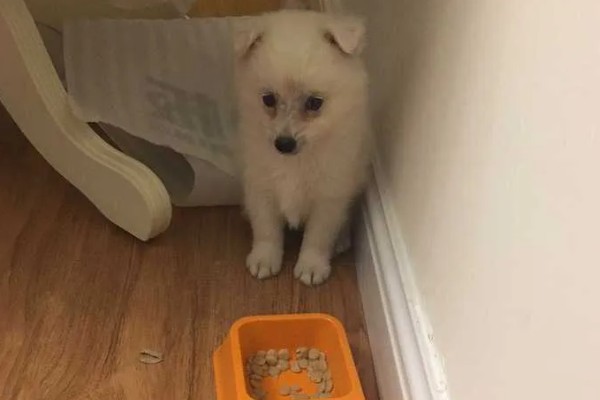 银狐犬如何饲养，每天要准备营养丰富可口的食物
