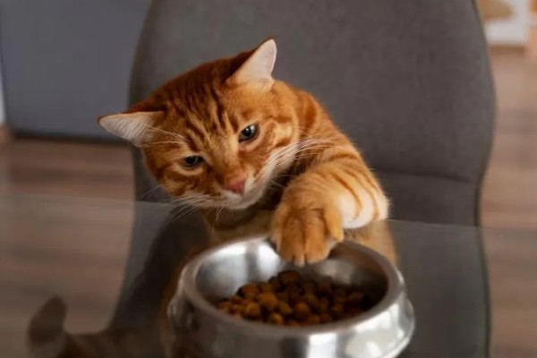 猫咪食欲下降的原因，食物不适口、天气炎热等因素均会造成