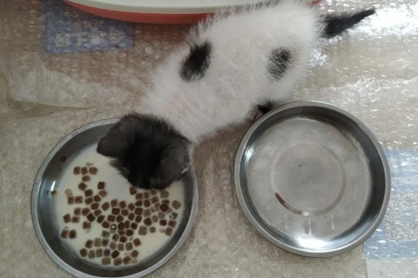猫咪食欲下降的原因，食物不适口、天气炎热等因素均会造成
