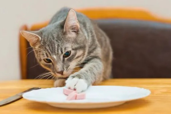 猫咪食欲下降的原因，食物不适口、天气炎热等因素均会造成