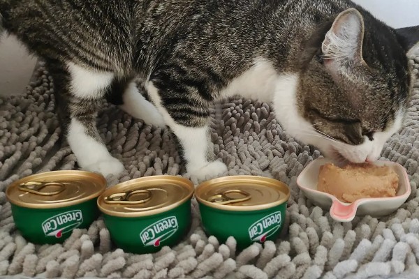 猫咪食欲下降的原因，食物不适口、天气炎热等因素均会造成