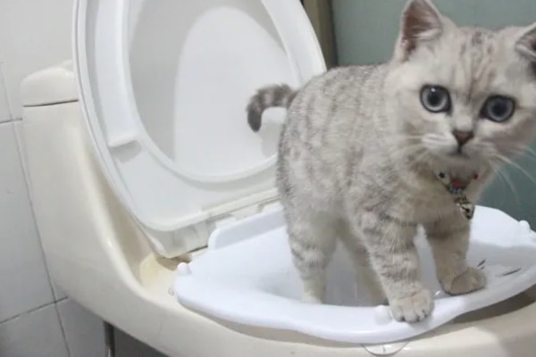 猫咪食欲下降的原因，食物不适口、天气炎热等因素均会造成