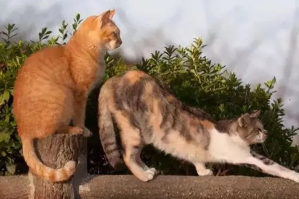 猫咪食欲下降的原因，食物不适口、天气炎热等因素均会造成