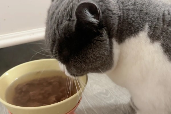 猫咪食欲下降的原因，食物不适口、天气炎热等因素均会造成