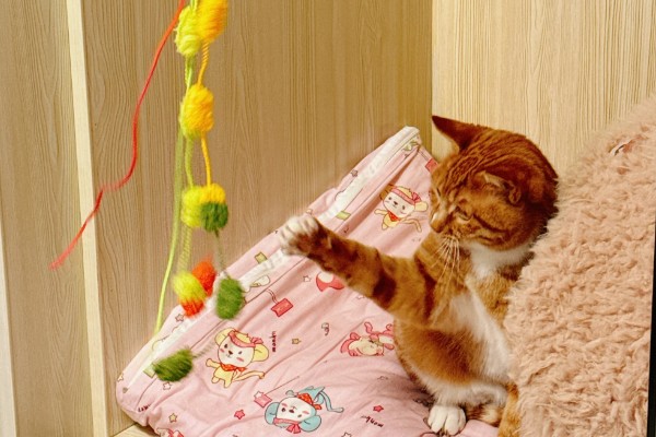 猫咪食欲下降的原因，食物不适口、天气炎热等因素均会造成