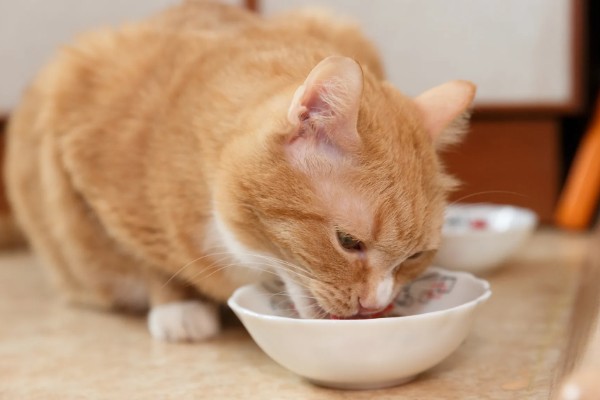 猫咪食欲下降的原因，食物不适口、天气炎热等因素均会造成