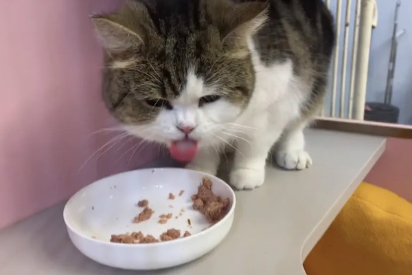 猫咪食欲下降的原因，食物不适口、天气炎热等因素均会造成