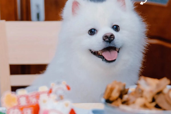 银狐犬如何饲养，每天要准备营养丰富可口的食物