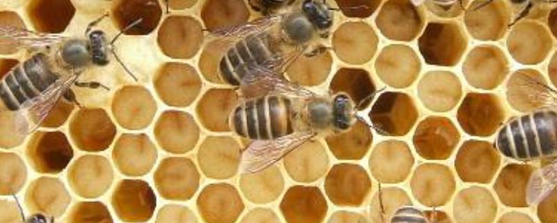 冬天蜂王怎么介入蜂群中，建议采用间接介王法
