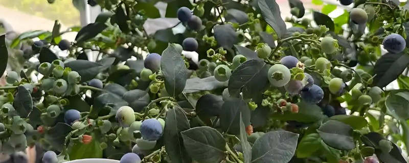 5年蓝莓要使用多大的盆，其高度决定花盆的大小