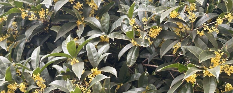 桂花变成树干能不能活，植株枯死后即便浇水也无法恢复生长