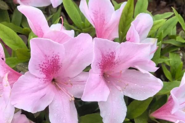 有哪些完全花和不完全花，完全花有油菜花、水仙花等