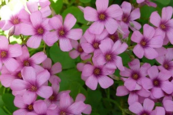 有哪些完全花和不完全花，完全花有油菜花、水仙花等