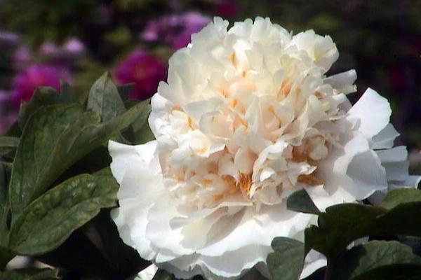 有哪些完全花和不完全花，完全花有油菜花、水仙花等
