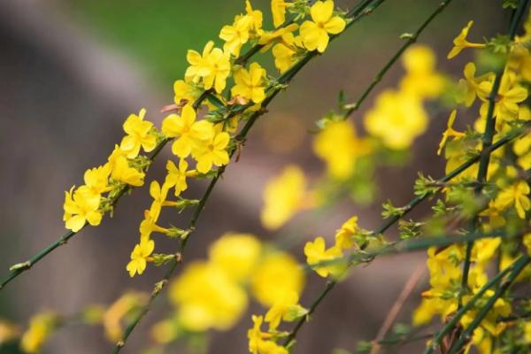 有哪些完全花和不完全花，完全花有油菜花、水仙花等