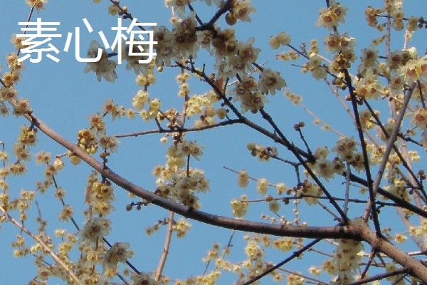 腊梅有没有毒，花朵无毒但叶片和果实有毒