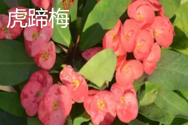 腊梅有没有毒，花朵无毒但叶片和果实有毒