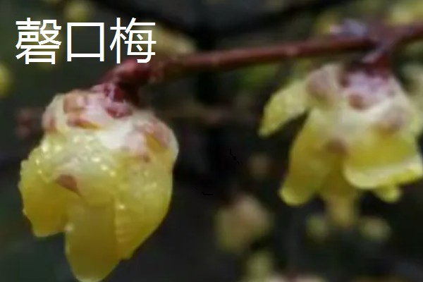 腊梅有没有毒，花朵无毒但叶片和果实有毒