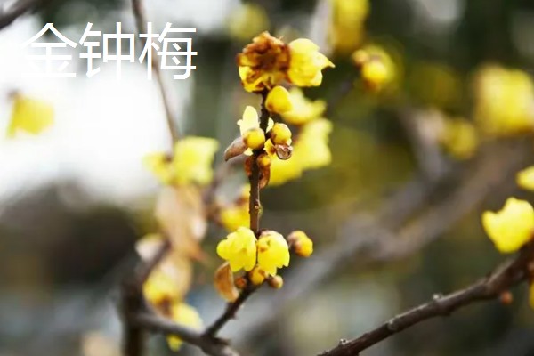 腊梅有没有毒，花朵无毒但叶片和果实有毒