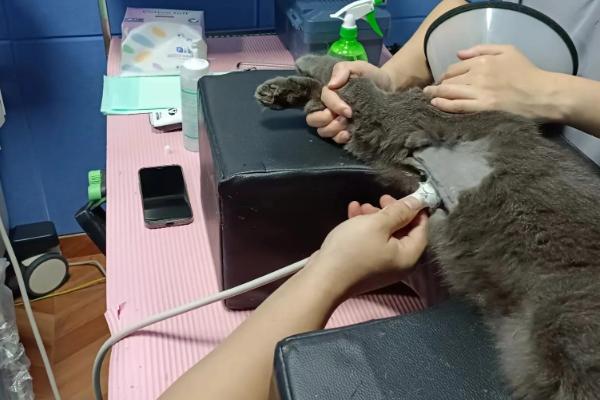 母猫喂什么食物可以增加奶水，饲喂鲫鱼汤、鸡汤等食物能帮助它产奶