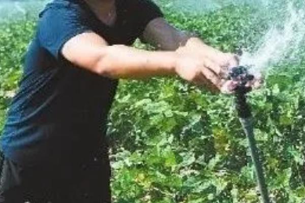 毛豆的管理方法，植株长出2片真叶后要间苗