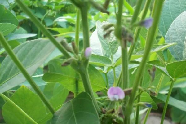 毛豆的管理方法，植株长出2片真叶后要间苗