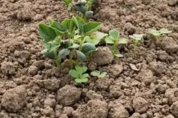 毛豆的管理方法，植株长出2片真叶后要间苗