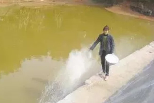 虾吃哪些东西，幼虾以浮游生物为食