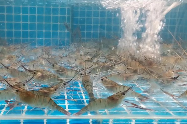虾吃哪些东西，幼虾以浮游生物为食