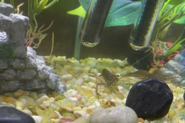 虾吃哪些东西，幼虾以浮游生物为食