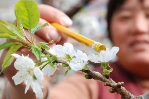 秋姬李的成熟时间，主要集中在9月份中旬