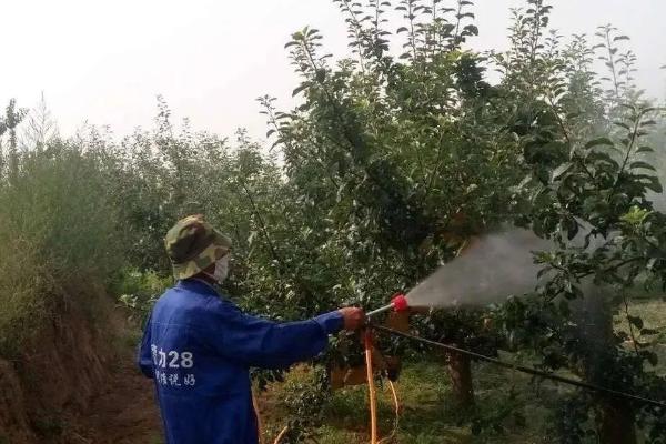 秋姬李的成熟时间，主要集中在9月份中旬