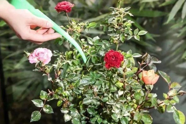 玫瑰怕不怕冷，玫瑰不怕冷