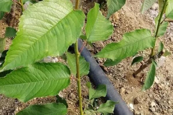 车厘子树苗的栽培方法，种植好后需浇灌定根水