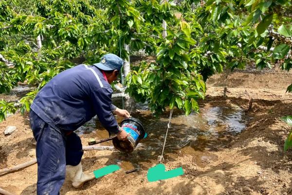 车厘子树苗的栽培方法，种植好后需浇灌定根水