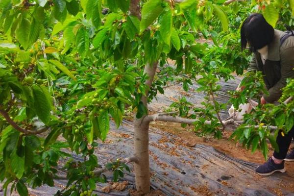 车厘子树苗的栽培方法，种植好后需浇灌定根水
