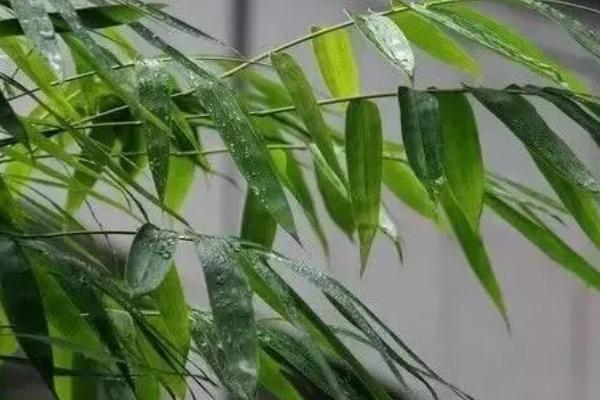 竹叶打卷的原因，缺少水分、受到强光照射时均会卷叶