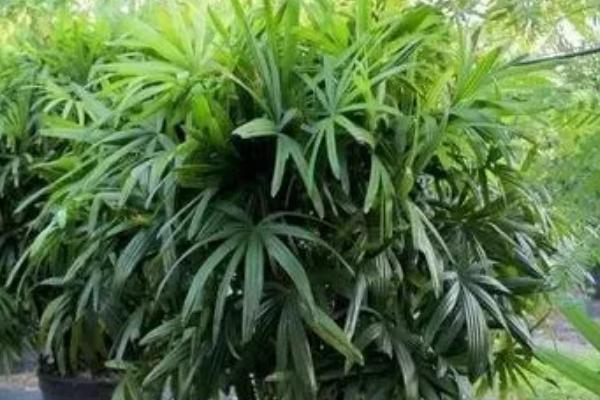 竹叶打卷的原因，缺少水分、受到强光照射时均会卷叶