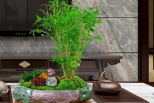 竹叶打卷的原因，缺少水分、受到强光照射时均会卷叶