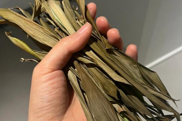竹叶打卷的原因，缺少水分、受到强光照射时均会卷叶
