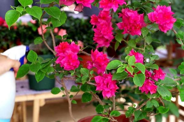 三角梅的花语，寓意无爱的悲伤、热情洋溢等