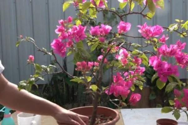 三角梅的花语，寓意无爱的悲伤、热情洋溢等