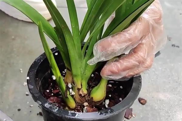 春天对兰花施哪种肥料，使用缓释肥或豆饼肥可增强土壤肥力