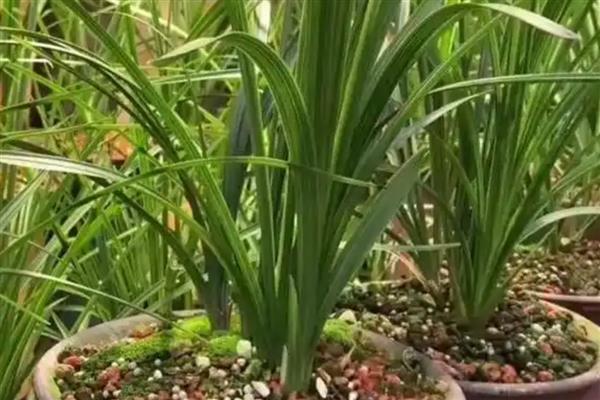 春天对兰花施哪种肥料，使用缓释肥或豆饼肥可增强土壤肥力