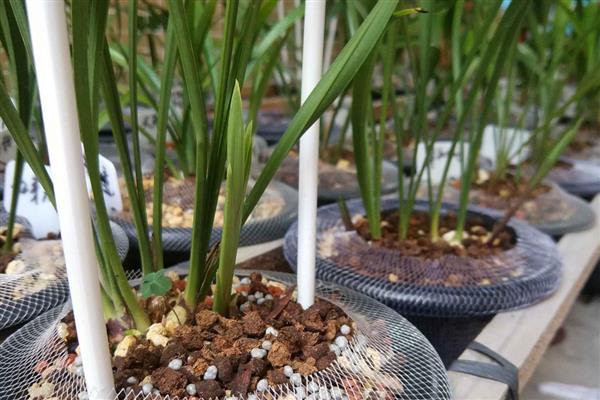春天对兰花施哪种肥料，使用缓释肥或豆饼肥可增强土壤肥力