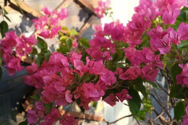 三角梅的花语，寓意无爱的悲伤、热情洋溢等