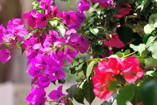 三角梅的花语，寓意无爱的悲伤、热情洋溢等