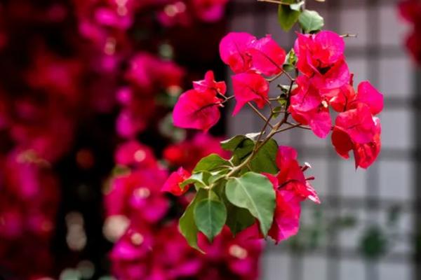 三角梅的花语，寓意无爱的悲伤、热情洋溢等